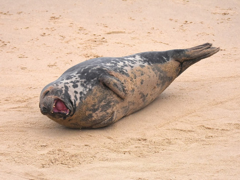 Horsey Beach-Horsey必去景点