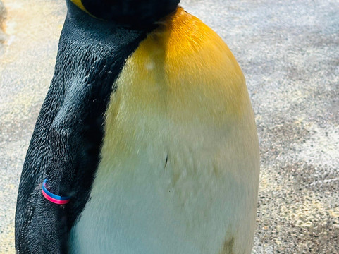 长崎企鹅水族馆-长崎市必去景点