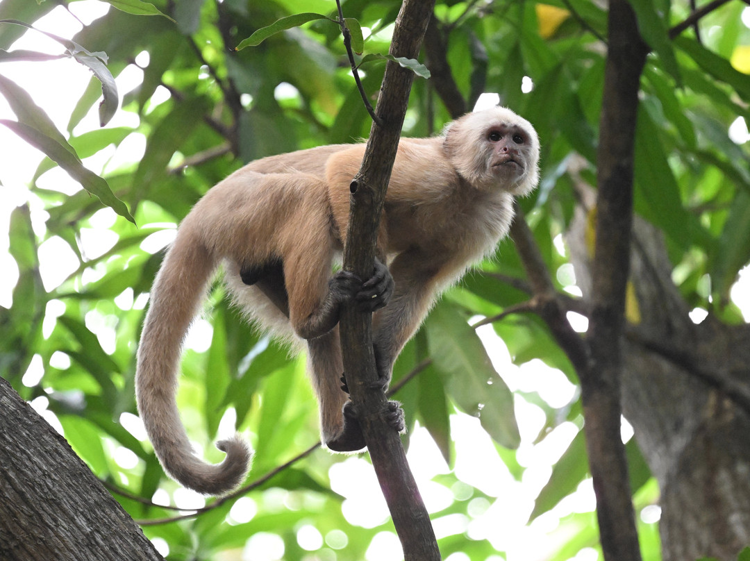 Nariva Swamp-特立尼达必去景点