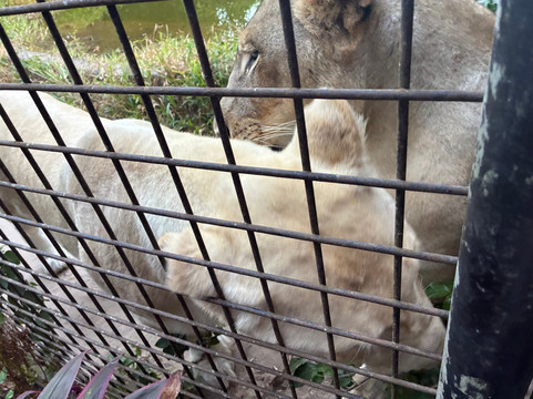 猎豹动物园-桑给巴尔岛必去景点