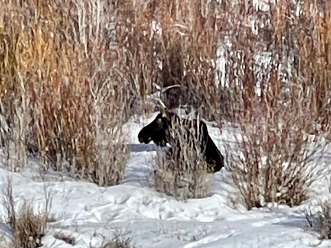 Old Faithful Snowmobile Tours - Day Tours-杰克逊必去景点