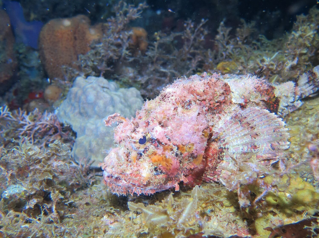 Alpha Plongée Martinique-Les Anses d'Arlet必去景点