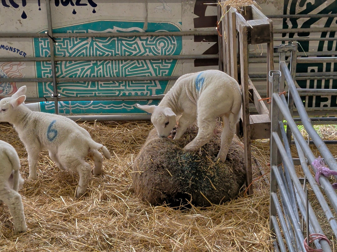 Court Farm Country Park-Banwell必去景点