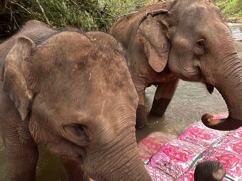 Elephant Sanctuary Care Park-清迈必去景点