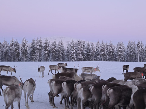 Ukko Lapland Oy-Sodankyla必去景点