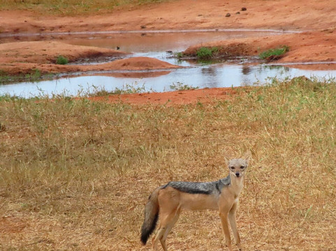 Safari Kenya Plus - Private Day Tour-马林地必去景点