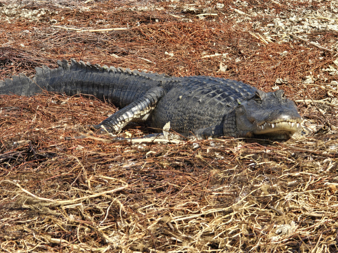 Black Hammock Adventures-Oviedo必去景点