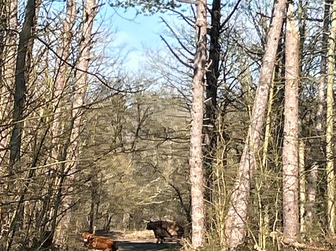 Duinreservaat Castricum-Castricum必去景点