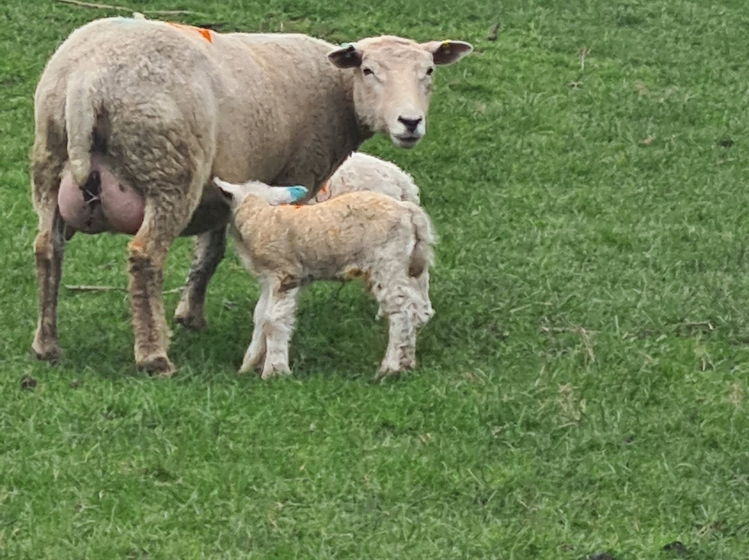 佩尼亚斯阿姆酒店主图
