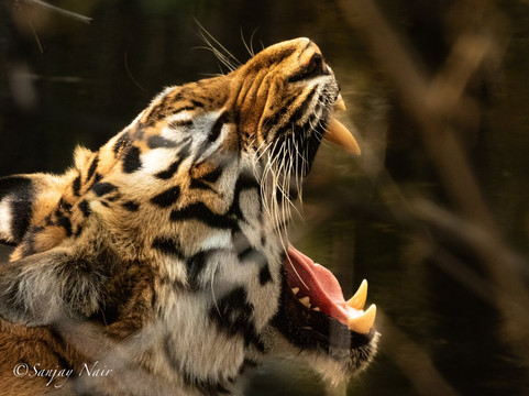 Traveller Realm-Chandrapur必去景点