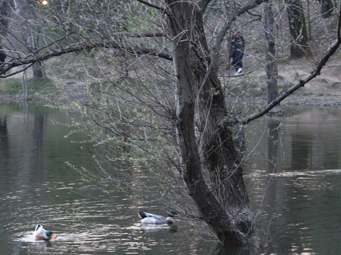 Grand Park (Parku i Madh)-地拉那必去景点