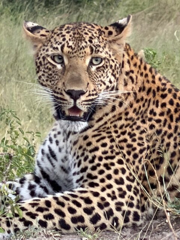 Wild Things Africa-开普敦中心区必去景点