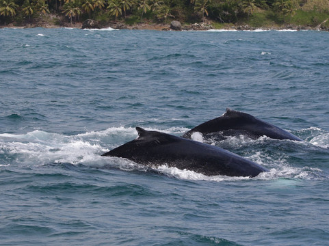 Whale Samaná With Kim-Santa Barbara de Samana必去景点