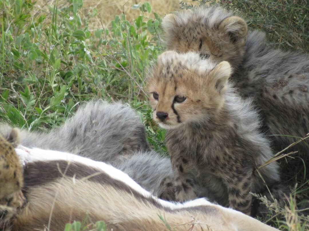 Tanzania Wildheart Adventures-阿鲁沙必去景点