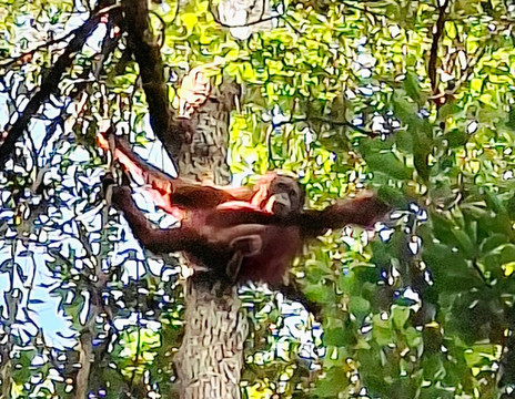Guia En Borneo-Pangkalan Bun必去景点