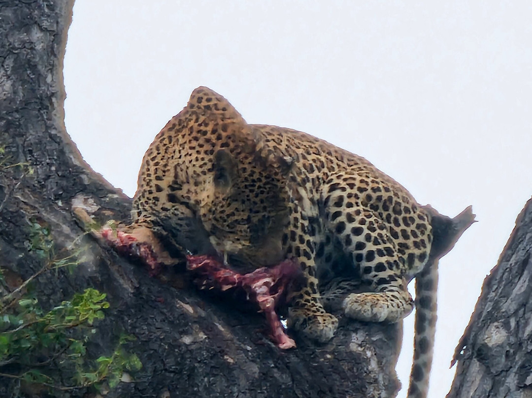 Mthunzi Safari And Transfers-雾观必去景点