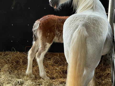 Cannon Hall Farm-Cawthorne必去景点