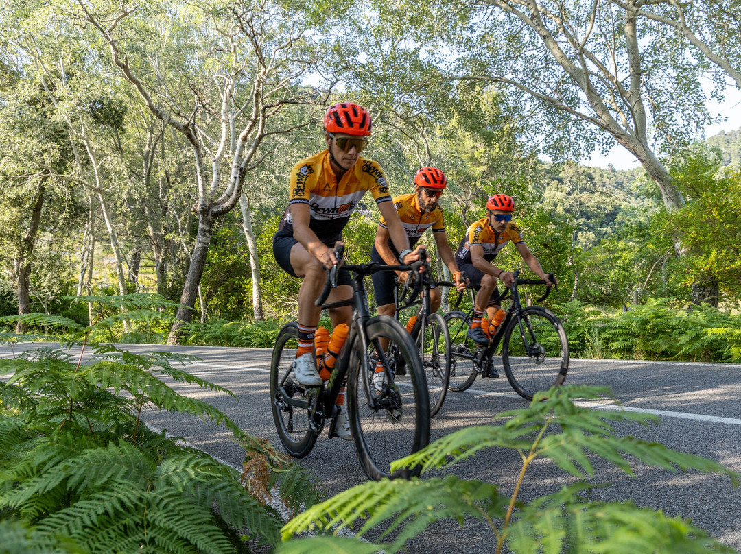 Wheels Sport MALLORCA BIKE HIRE-阿库迪亚必去景点