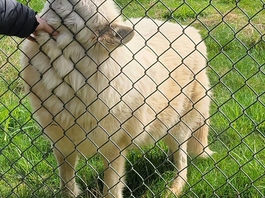 White Wolf Sanctuary & Educational Facility-Tidewater必去景点