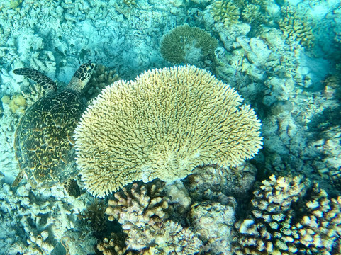 Euro-Divers Club Med Finolhu Villas-马累必去景点