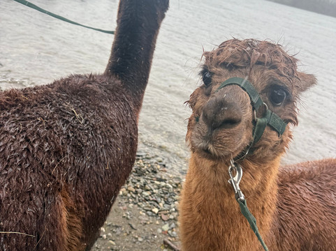 Alpacaly Ever After-Portinscale必去景点