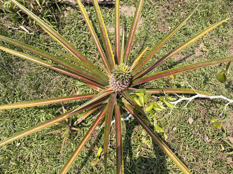 Phu Quoc Countryside-富国岛必去景点