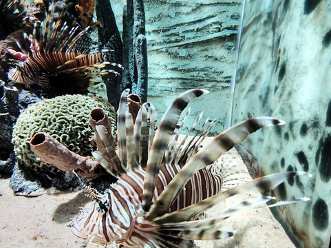 Acuario Michin Puebla-普埃布拉必去景点