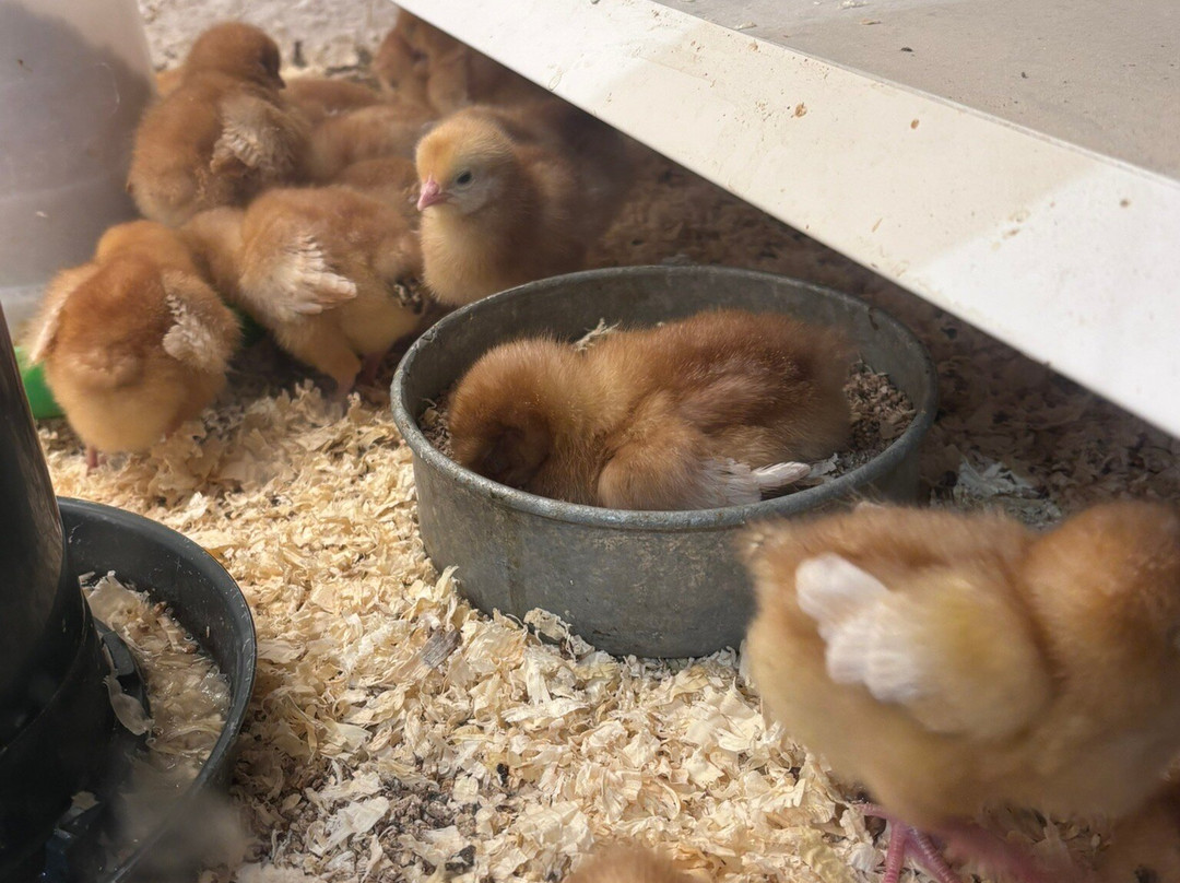 Longdown Activity Farm-Ashurst必去景点