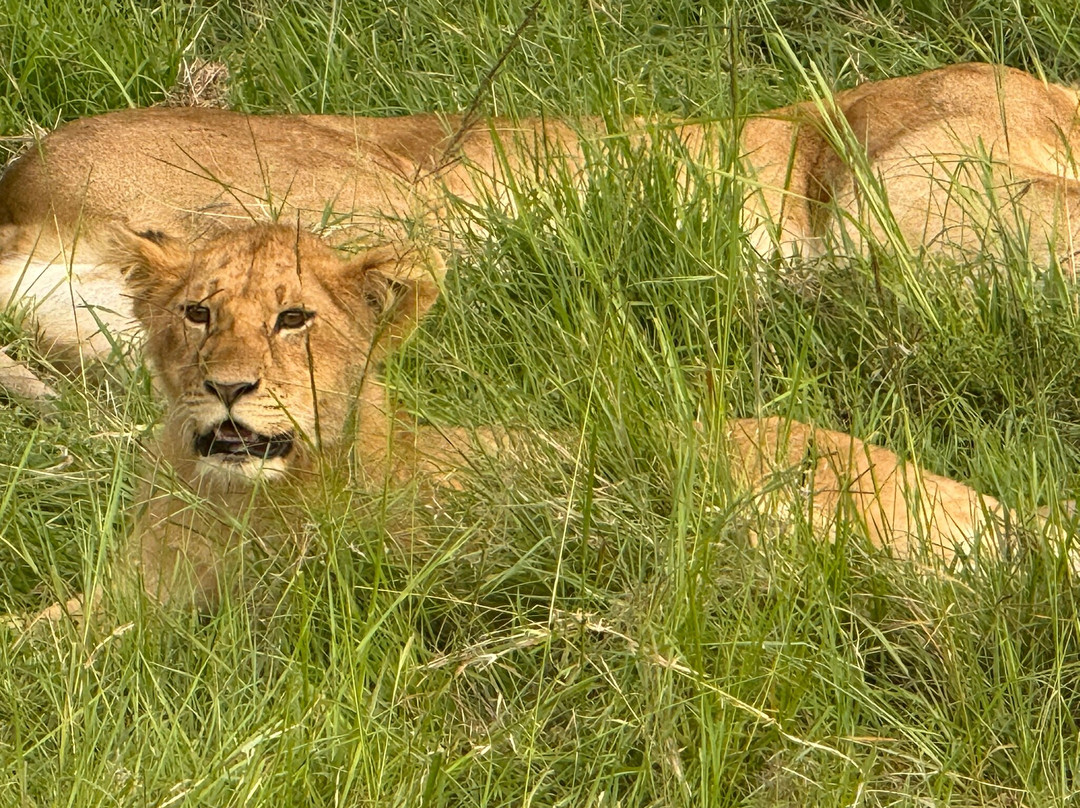 JT Safaris-迪亚尼必去景点