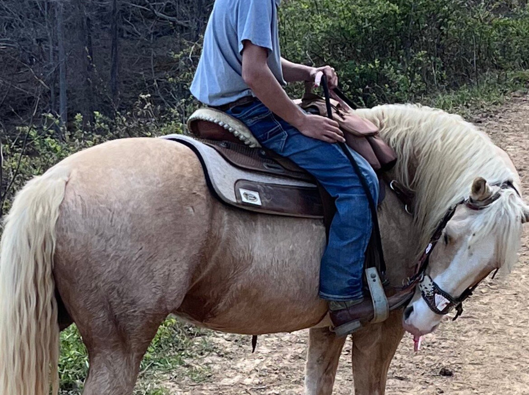Sandy Bottom Trail Rides-Marshall必去景点