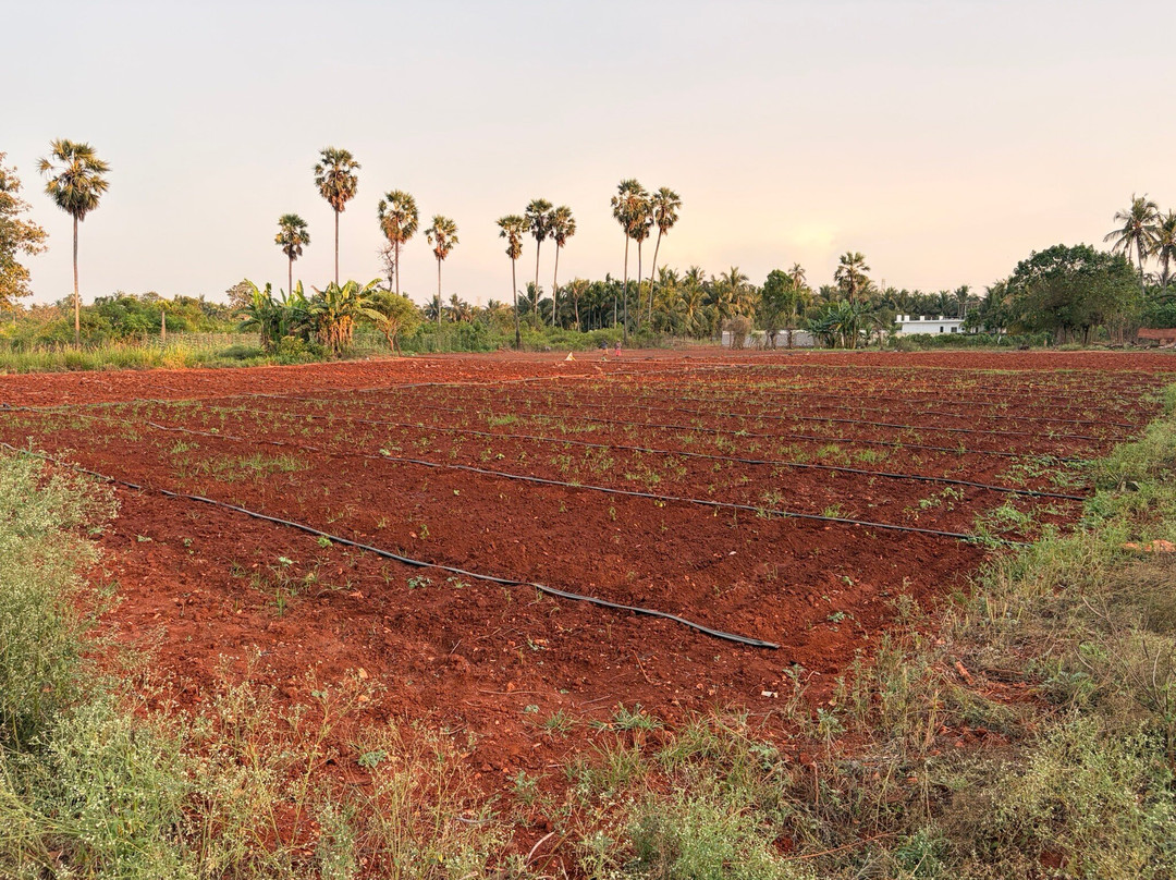 Thinnai Organic Farm主图