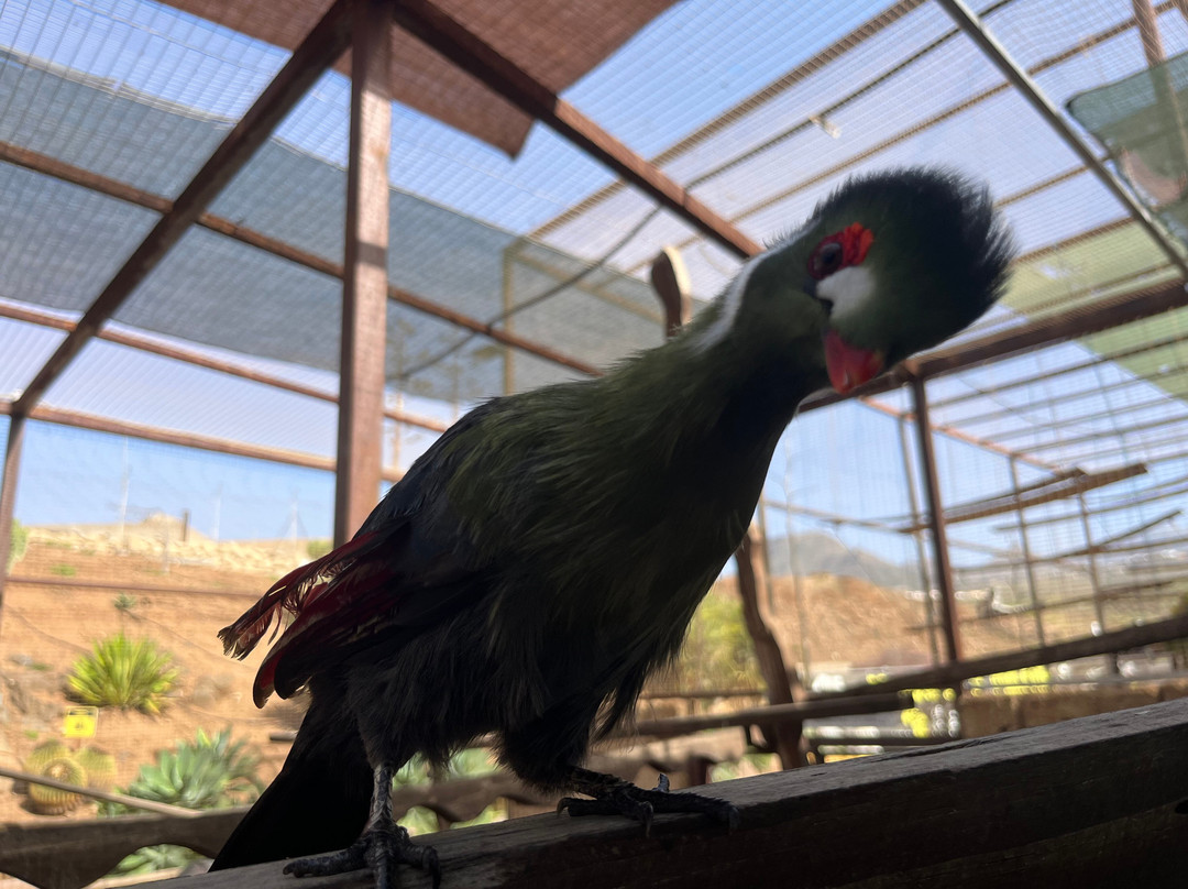 Monkey Park-洛斯克里斯蒂亚诺斯必去景点