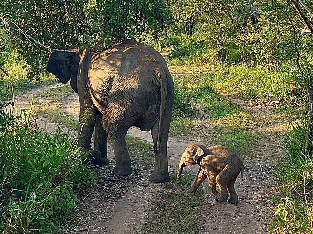 Tony Sri Lanka Tours-亚洪加拉必去景点