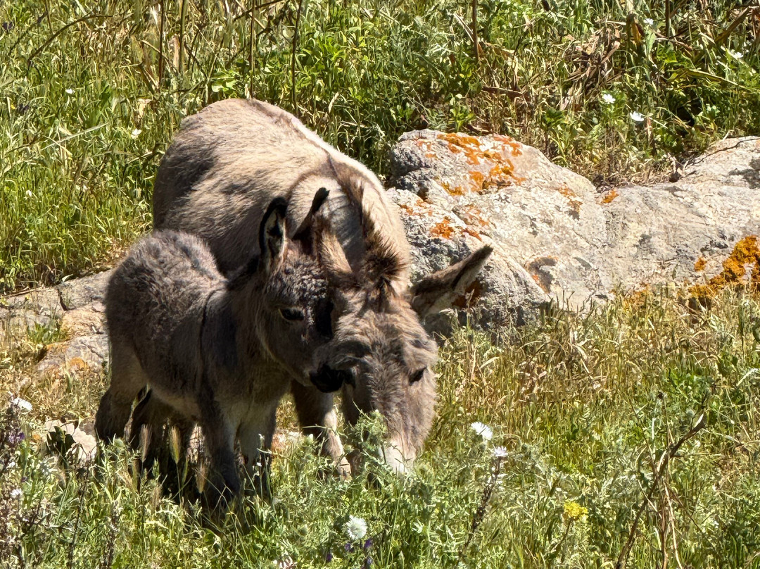 Futurismo - Escursioni Asinara-斯廷蒂诺必去景点