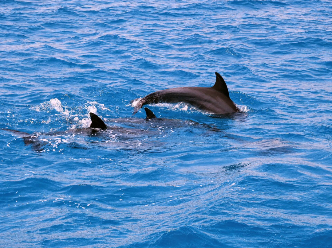Zakharious Tours-赫尔格达必去景点