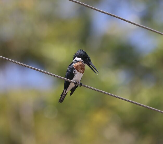 La Perla del Sur Adventures-Sierpe必去景点