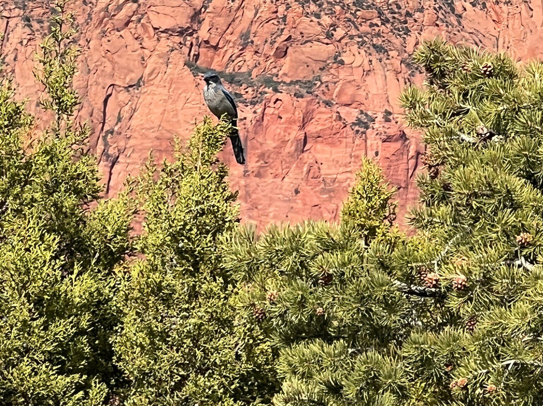 Kolob Canyon Road-锡安国家公园必去景点