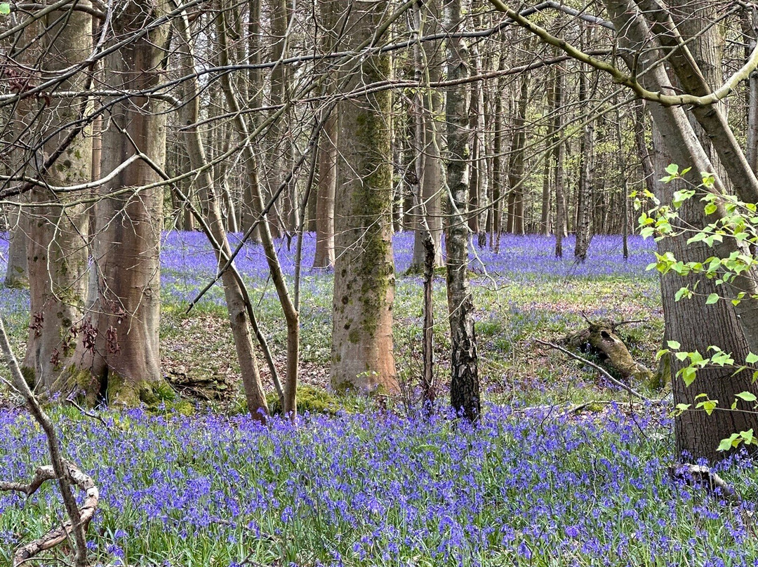 King's Wood-Challock必去景点