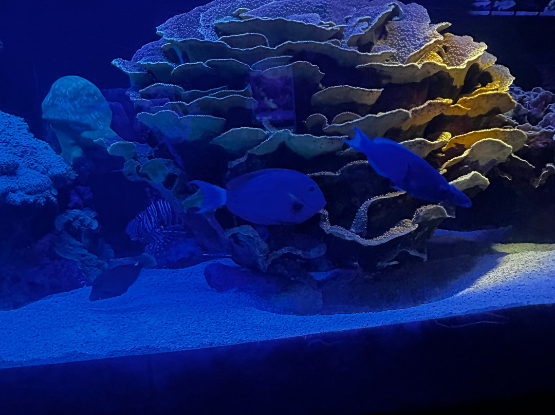 Underwater Observatory Marine Park-埃拉特必去景点