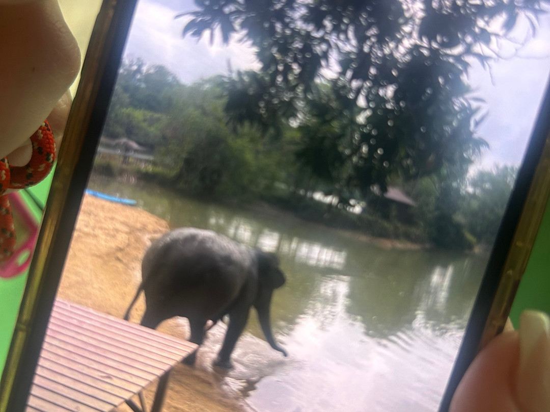 The Lake Phuket Elephant Home-Thep Krasatti必去景点