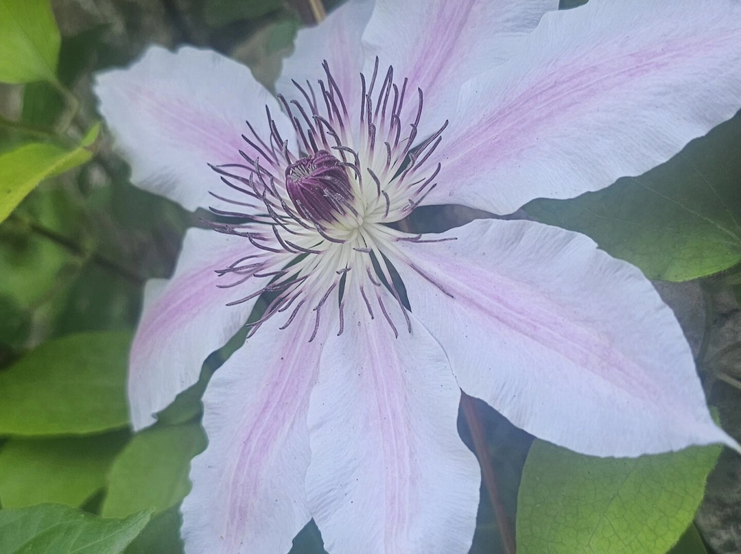 宁法花园 - 自然纪念碑-奇斯泰纳迪拉丁纳必去景点