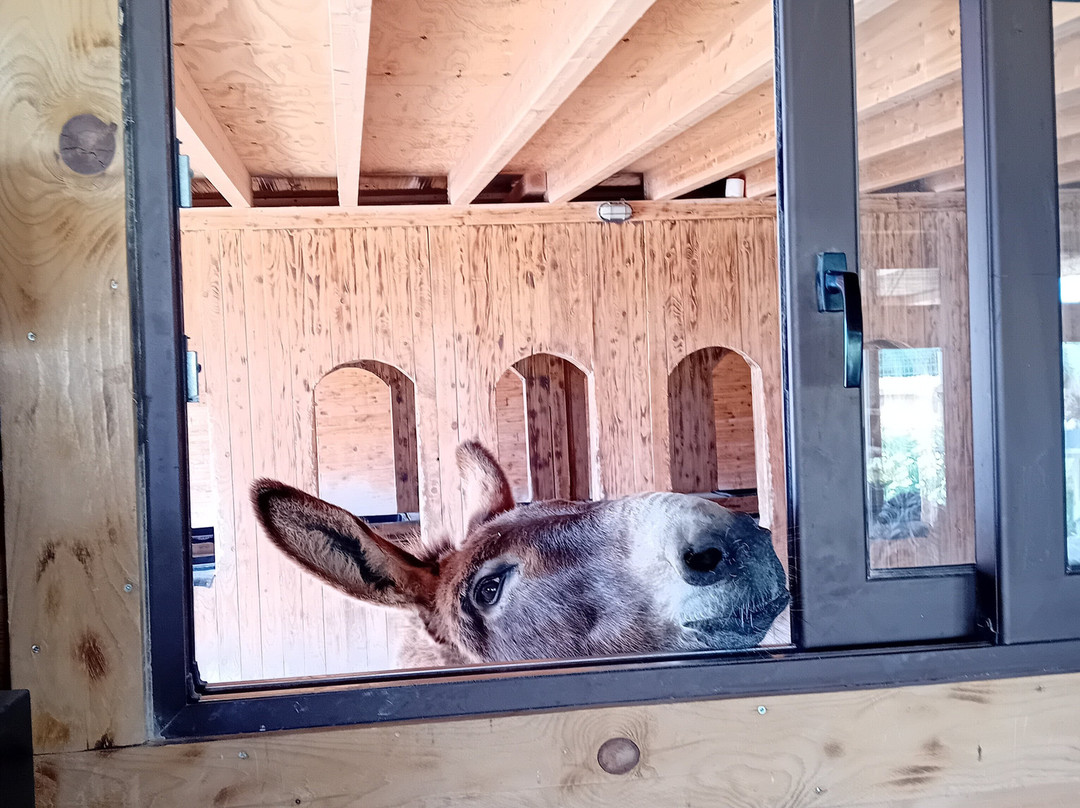 Happy Ears Donkey Sanctuary-Lachania必去景点