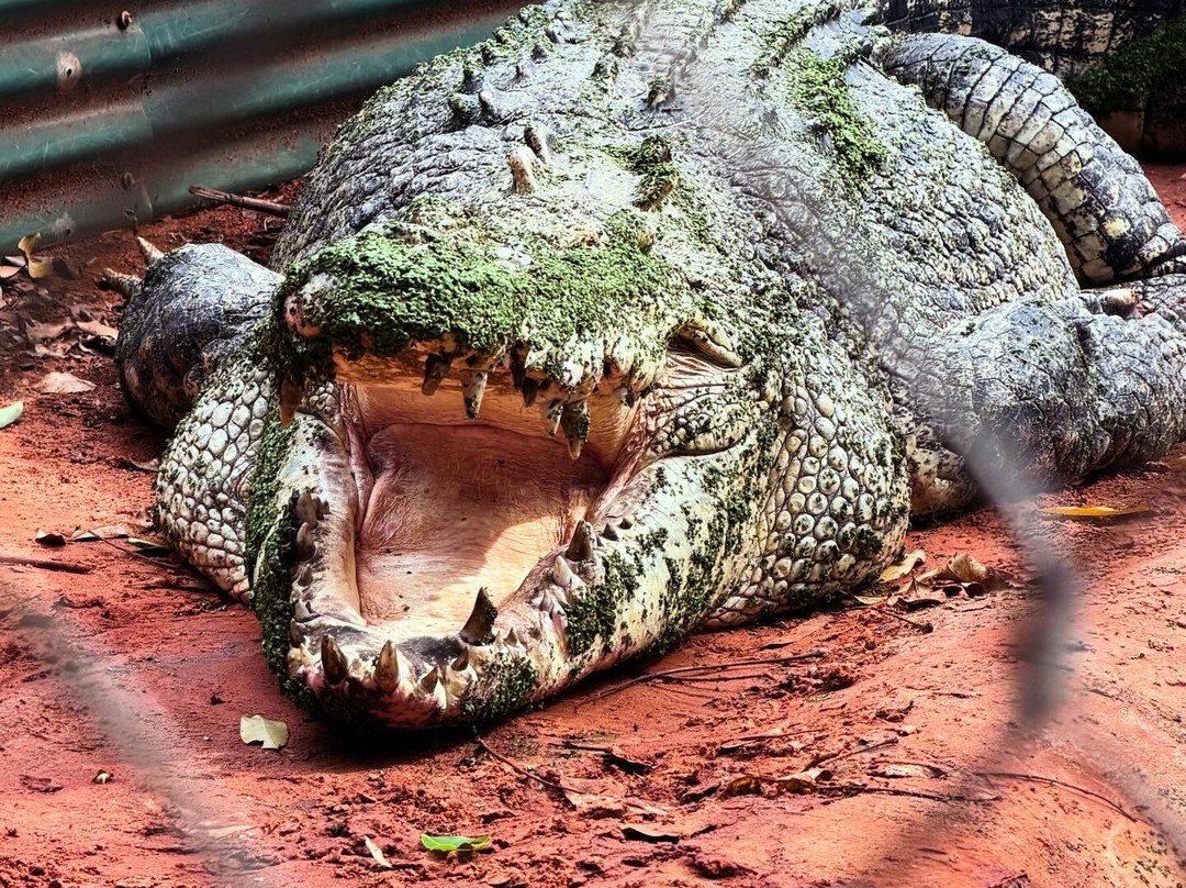 Malcolm Douglas Broome Crocodile Park-布鲁姆必去景点