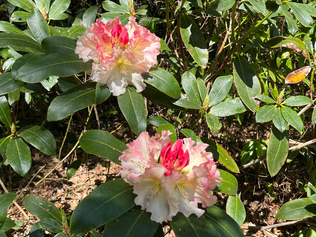 Parc Botanique de Cornouaille-孔布里必去景点