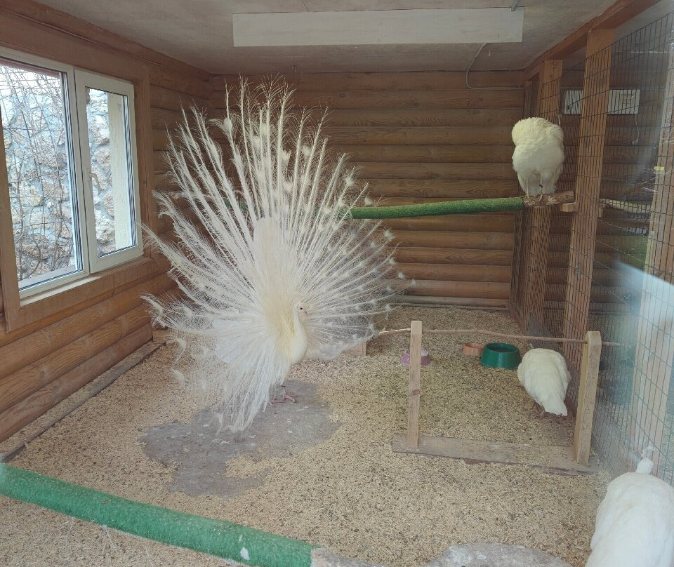 Limpopo Zoo-下诺夫哥罗德必去景点