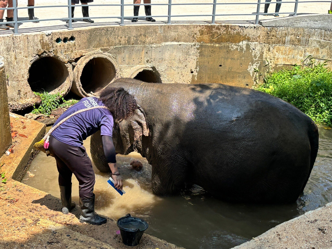 Phuket Elephant Sanctuary-普吉岛必去景点