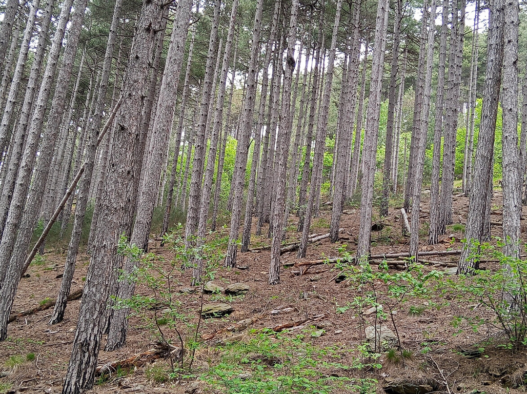 Parco Naturale del Monte San Giorgio-Piossasco必去景点