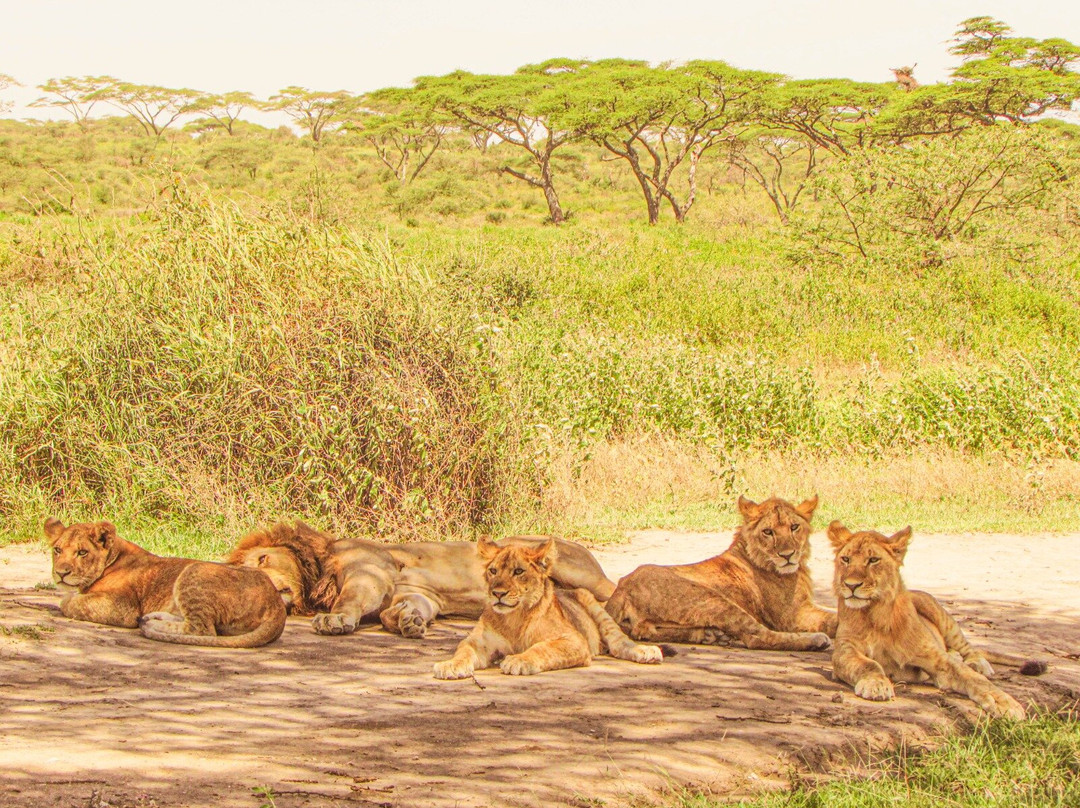 Regal African Safaris-Usa River必去景点
