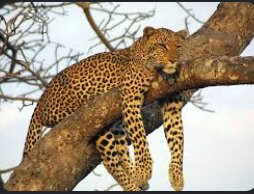 Ranthambore National Park-Ranthambore National Park必去景点