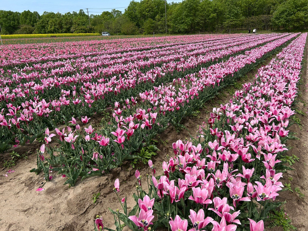 Tainai Flower Park-胎内市必去景点